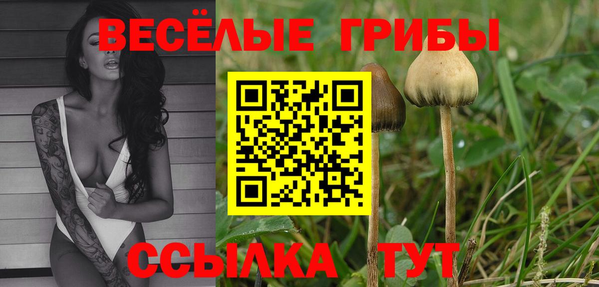 Галлюциногенные грибы Psilocybe  Алатырь 